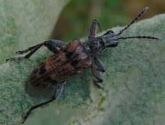 Rhagium inquisitor MV by Mihailo Vujić. Used under a CC BY-SA 4.0 license.