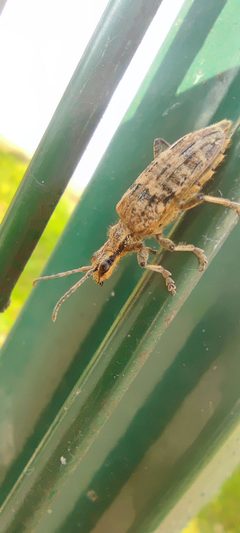 Rhagium inquisitor Schrotbock by PlacidDocu. Used under a CC BY 4.0 license.
