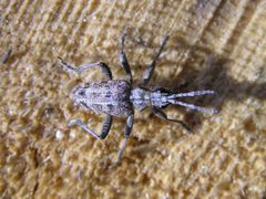 Rhagium inquisitor bialowieza beentree by wikipedia. Used under a CC BY-SA 3.0 license.