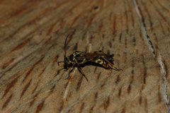 Necydalis cavipennis-Female-10 by Eugene Zelenko. Used under a CC BY-SA 4.0 license.