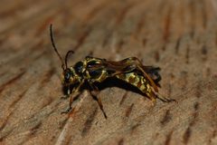 Necydalis cavipennis-Female-11 by Eugene Zelenko. Used under a CC BY-SA 4.0 license.