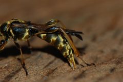 Necydalis cavipennis-Female-15 by Eugene Zelenko. Used under a CC BY-SA 4.0 license.