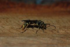 Necydalis cavipennis-Female-22 by Eugene Zelenko. Used under a CC BY-SA 4.0 license.
