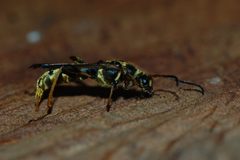 Necydalis cavipennis-Female-23 by Eugene Zelenko. Used under a CC BY-SA 4.0 license.