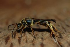 Necydalis cavipennis-Female-25 by Eugene Zelenko. Used under a CC BY-SA 4.0 license.
