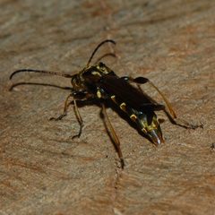 Necydalis cavipennis-Female-4 by Eugene Zelenko. Used under a CC BY-SA 4.0 license.