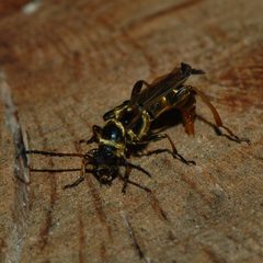 Necydalis cavipennis-Female-6 by Eugene Zelenko. Used under a CC BY-SA 4.0 license.