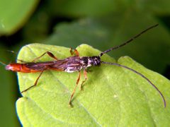 Longhorn beetle Necydalis melita by Bruce Marlin. Used under a CC BY-SA 2.5 license.