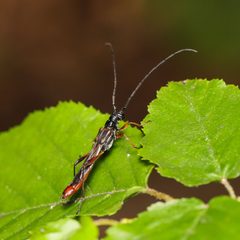 Necydalis mellita - inat 390112513 by {{{name}}}. Used under a CC BY 4.0 license.
