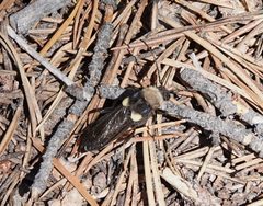 Ulochaetes leoninus - inat 308941218 by {{{name}}}. Used under a CC BY 4.0 license.