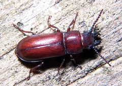 Longhorn Parandra brunnea 1 by Bruce Marlin. Used under a CC BY-SA 3.0 license.