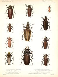 BCA - Coleoptera Vol V Tab 1 by W. Purkiss. Used under a Public domain license.