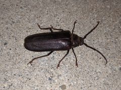 Trichocnemis spiculatus by Ryan Bavetta. Used under a CC0 license.