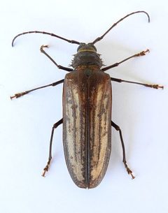 Trichocnemis spiculatus ssp. neomexicanus by iNaturalist user: jimeckert49. Used under a CC BY 4.0 license.