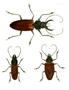 Illustrations of Exotic Entomology I 38 by Plates: Dru Drury (1725–1803). Text: John Obadiah Westwood (1805–1893). Used under a Public domain license.