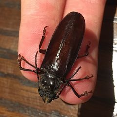 Nothopleurus madericus by iNaturalist user: mob-critters. Used under a CC BY 4.0 license.