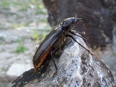 Stenodontes chevrolati by Julia Wittmann. Used under a CC BY 4.0 license.