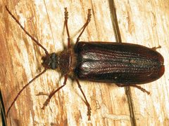 Tragosoma harrisii by Katja Schulz from Washington, D. C., USA. Used under a CC BY 2.0 license.