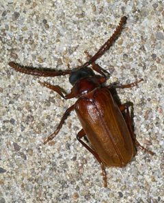 Prionus debilis P1640522a by Robert Webster
Depicted place: Oklahoma. Used under a CC BY-SA 4.0 license.