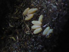 Broad necked root borer eggs by Cute Little Sweet Rainbow Stag Beetles. Used under a CC BY-SA 4.0 license.
