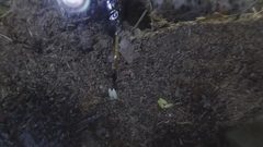Prionus Laticollis with ovipositer extended laying eggs by Cute Little Sweet Rainbow Stag Beetles. Used under a CC BY-SA 4.0 license.