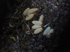 Prionus laticollis by Cute Little Sweet Rainbow Stag Beetles. Used under a CC BY-SA 4.0 license.