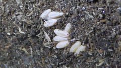 Prionus laticollis eggs taken 9 days after laid by Cute Little Sweet Rainbow Stag Beetles. Used under a CC BY-SA 4.0 license.
