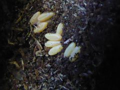 Prionus laticollis eggs taken two days after it was laid by Cute Little Sweet Rainbow Stag Beetles. Used under a CC BY-SA 4.0 license.
