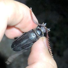 Prionus spinipennis by Jared Shorma. Used under a CC BY 4.0 license.