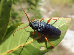 Elateropsis scabrosus by iNaturalist user: swamphiker. Used under a CC BY 4.0 license.