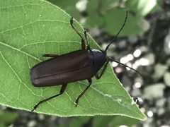 Sphenostethus taslei by Miranda Kohout. Used under a CC0 license.