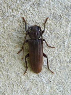 Arhopalus rusticus 02 by Syrio. Used under a CC BY-SA 4.0 license.