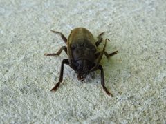Arhopalus rusticus 03 by Syrio. Used under a CC BY-SA 4.0 license.