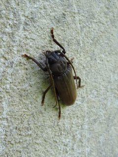 Arhopalus rusticus 04 by Syrio. Used under a CC BY-SA 4.0 license.
