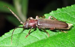 Arhopalus rusticus 1 by Jacy Lucier. Used under a CC BY-SA 4.0 license.