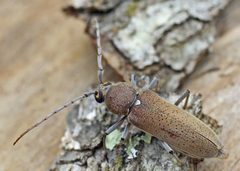 Hesperophanes sericeus02 by wikipedia. Used under a Attribution license.