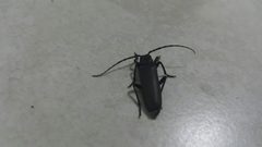 Arhopalus rusticus ssp. obsoletus by Rony E. Trujillo. Used under a CC BY 4.0 license.