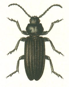 Asemum striatum by G.G. Yakobson. Used under a Public domain license.