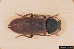 Asemum striatum 1231095 by Gyorgy Csoka. Used under a CC BY 3.0 us license.