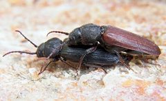 Asemum striatum couple by Siga. Used under a CC BY-SA 3.0 license.