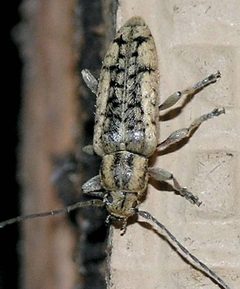 Small Cedar-bark Borer Beetle - Atimia confusa by Marvin Smith. Used under a CC BY-SA 2.0 license.