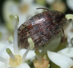 Amblycerus robiniae P1410748a by 
xpda. Used under a CC BY-SA 4.0 license.