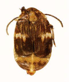 CSIRO ScienceImage 10793 Mexican bean Weevil Zabrotes subfasciatus by division, CSIRO. Used under a CC BY 3.0 license.