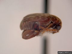 Acanthoscelides obtectus 2 by Forest &amp; Kim Starr, Starr Environmental, Bugwood.org. Used under a CC BY 3.0 license.