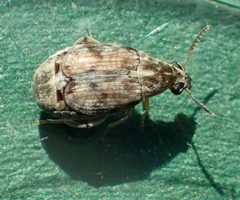 Acanthoscelides obtectus TP01 by Tobias 67. Used under a CC BY-SA 4.0 license.