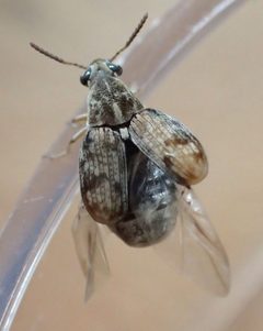 Acanthoscelides obtectus TP05 by Tobias 67. Used under a CC BY-SA 4.0 license.
