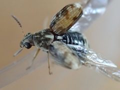 Acanthoscelides obtectus TP06 by Tobias 67. Used under a CC BY-SA 4.0 license.
