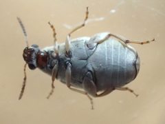 Acanthoscelides obtectus TP09 by Tobias 67. Used under a CC BY-SA 4.0 license.