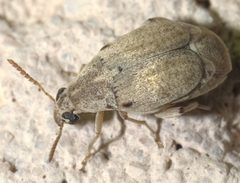 Algarobius P1090353a by 
xpda. Used under a CC BY-SA 4.0 license.