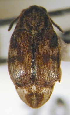 Starr 020708 0004 algarobius bottimeri by Forest &amp; Kim Starr (USGS). Used under a Public domain license.